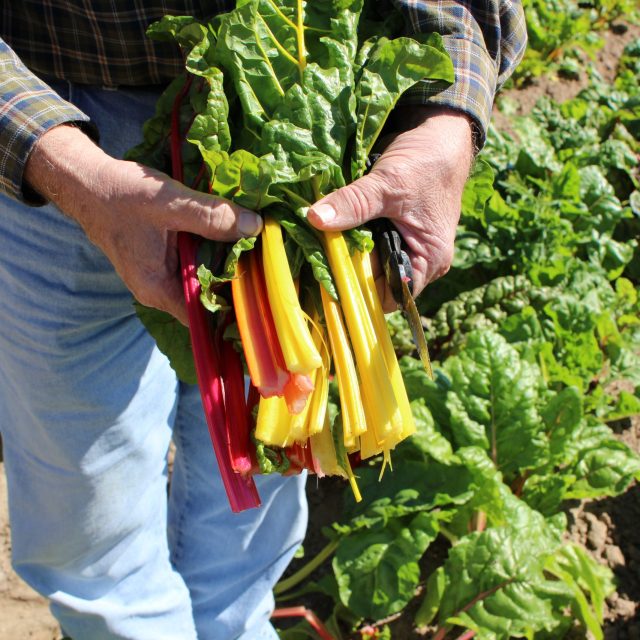 Farmer in field holding freshly cut rainbow swiss chard